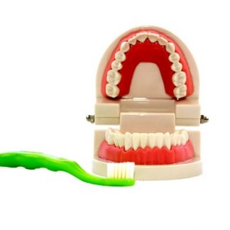 Este material, es un modelo de una dentadura humana, y tiene la finalidad de mostrar al niño como cepillarse los dientes,vista frontal,fotos redes sociales,mmm048