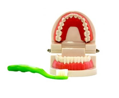 Este material, es un modelo de una dentadura humana, y tiene la finalidad de mostrar al niño como cepillarse los dientes,vista frontal,fotos redes sociales,mmm048