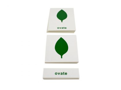 Tarjetas del Gabinete de Botánica - Material Montessori- vista frontal